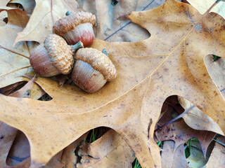 Beautiful huge acorns on oaks big sear dry yellow brown leaves Close up view