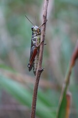 Mr. Grasshopper