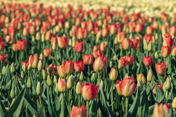 Blooming red tulip fields. Floral spring background. Famous Dutch icon. Noordwijkerhout, Netherlands, Europe