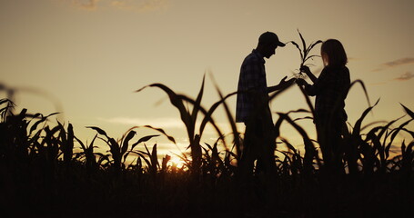 Silhouettes of two farmers in a field of corn. They study the root and foliage of the plant
