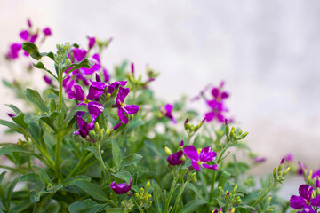 A green bush with purple flowers on the background of a gray wall is on the street.
