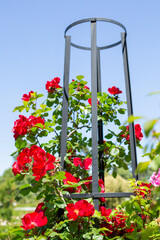 Fototapeta na wymiar A metal support with a climbing red rose in the summer garden.