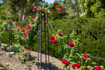 A metal support with a climbing red rose in the summer garden.