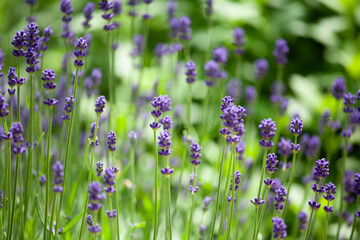 ラベンダー　香草