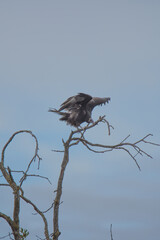 vulture on a branch