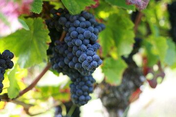 Delicious dark ripe grapes growing