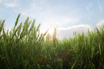 Beautiful view of wheat field, fish eye effect