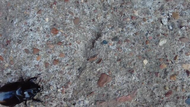 Rhinoceros beetle (Oryctes nasicornis). Horn bug, in walking. Oryctes rhinoceros. Big black bug, running on a grey stone, concrete or sand. Top view