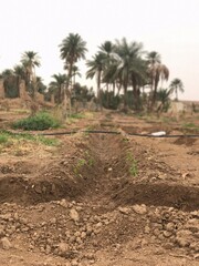 palm trees in the desert