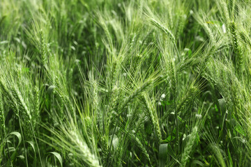 Closeup view of agricultural field with ripening wheat crop