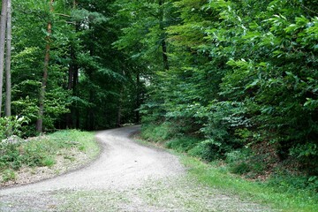 Fototapeta premium Hiking trail through the Black Forest