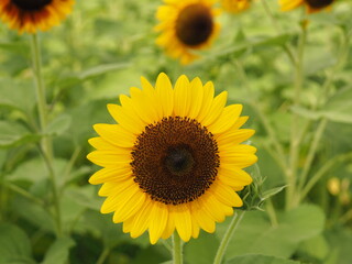 Naklejka premium ヒマワリ