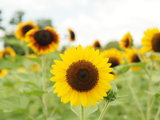 Obraz premium ヒマワリ