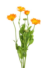 Fresh blooming calendula plants on white background