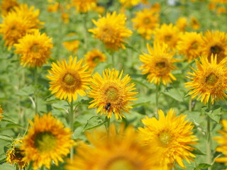 ヒマワリとハチ