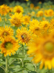 ヒマワリとハチ