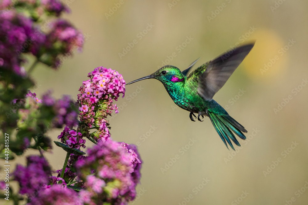 Sticker hummingbird feeding on flower