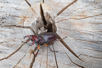 Large stag beetle on a log three quater view