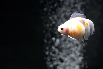 ピンポンパール　金魚