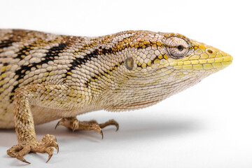 lizard isolated on white