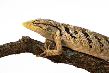 lizard on a white