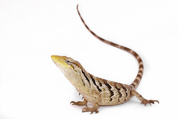 lizard isolated on white