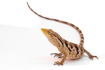 bearded dragon lizard