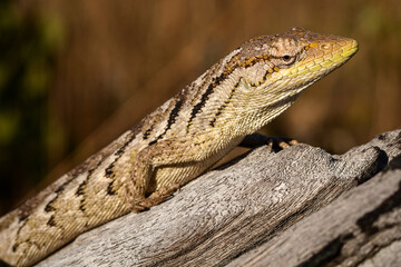 lizard on the tree