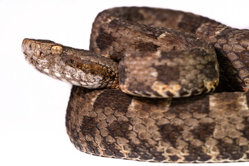 snake in front of background