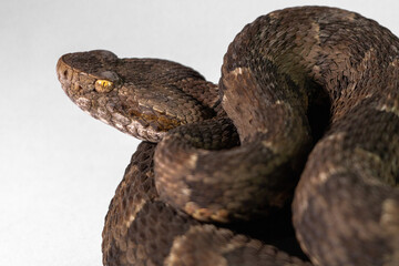 close up of a snake