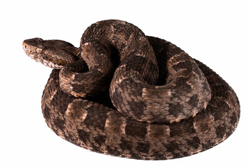 snake in front of white