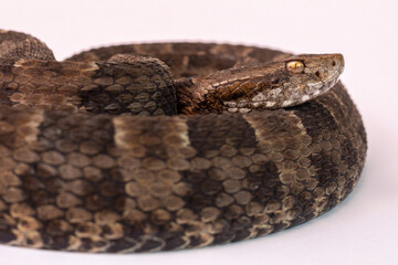 close up of a snake