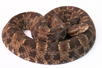 snake in front of background