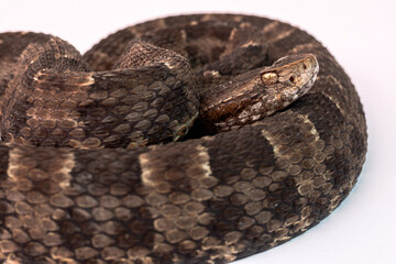close up of a snake on white