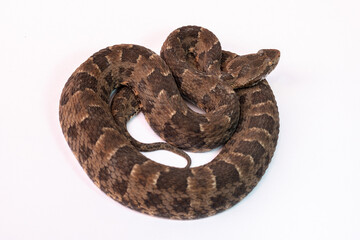 close up of a snake