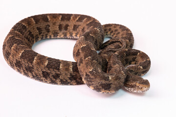 snake