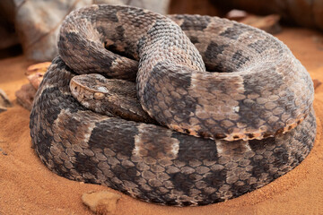 serpent on the ground