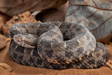 serpent on the ground