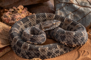 serpent on the ground