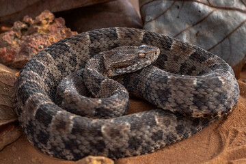 serpent on the ground