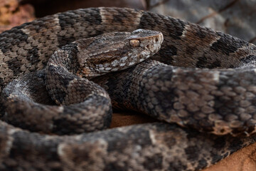 serpent on the ground