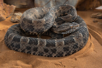 Fototapeta premium serpent on the ground