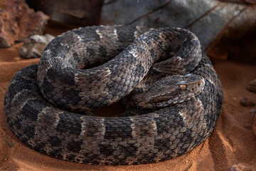 serpent on the ground