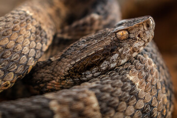 serpent on the ground