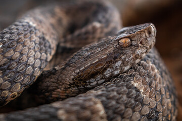 serpent on the ground