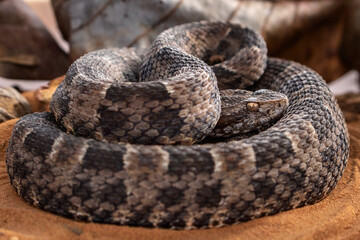 Obraz premium serpent on the ground