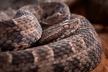 serpent on the ground