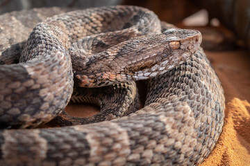 serpent on the ground