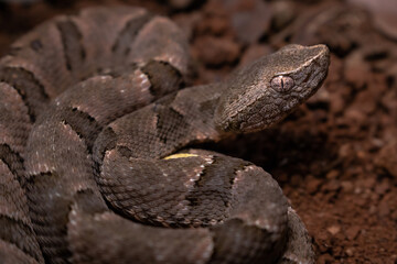 serpent on the ground