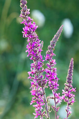 Purple loosestrife Lythrum salicaria on a natural green blurred background